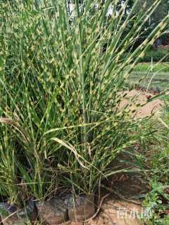 高度30厘米斑叶芒