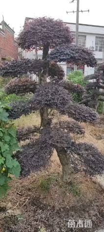 高度220厘米红花继木