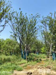 60公分(5杆)丛生朴树