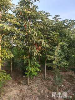 高度3000厘米白皮松