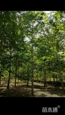 25公分无心银杏