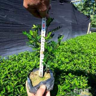高度25厘米胡椒木