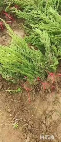 高度40厘米小龙柏