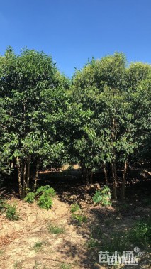 高度300厘米丛生大叶女贞