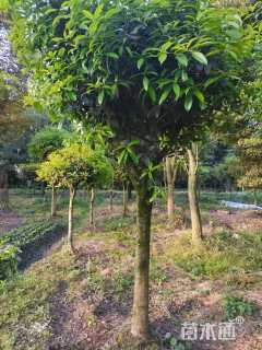 10公分金丝楠木