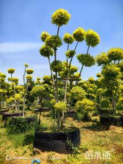 50公分造型亮晶女贞