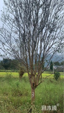 高度600厘米速生紫薇