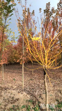 10公分美国红枫-秋火焰