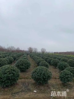 冠幅300厘米无刺枸骨球