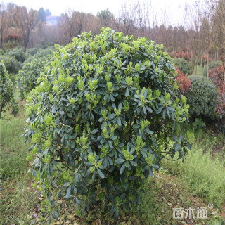 冠幅100厘米海桐球