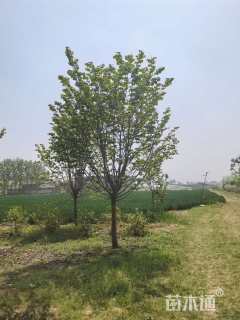 高度500厘米紫荆