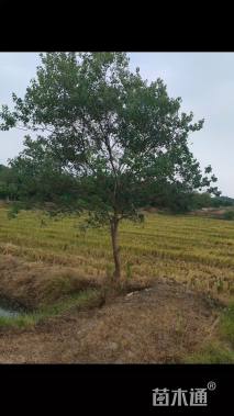 20公分(5杆)丛生榉树