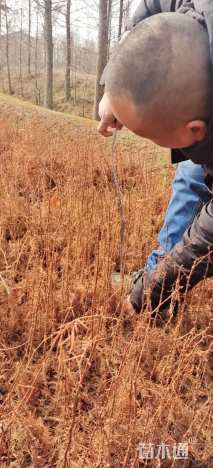 高度60厘米水杉小苗