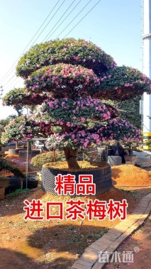 高度280厘米日本茶梅