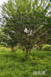 高度500厘米丛生紫薇