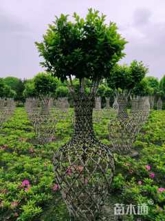 高度200厘米茶花