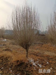 高度300厘米木槿