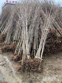 高度300厘米银杏小苗