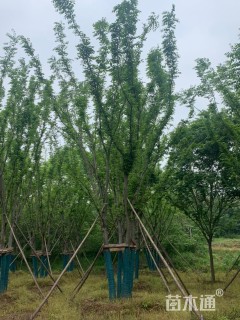 10公分(5杆)丛生榉树