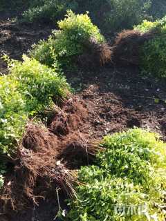 高度40厘米金叶女贞