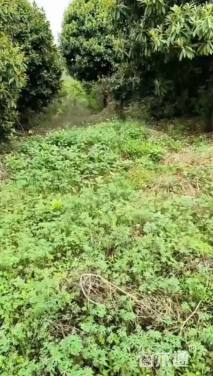 15公分棱角山矾