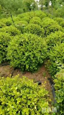 冠幅100厘米瓜子黄杨球