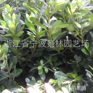 高度22厘米紫鹃