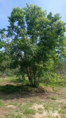 10公分(5杆)丛生乌桕