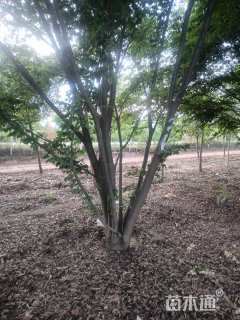 8公分(5杆)丛生榉树