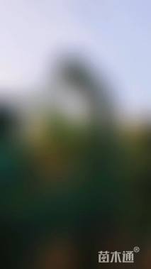 高度300厘米小叶女贞柱