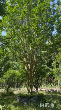 高度800厘米丛生紫薇