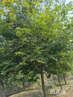 15公分朴树