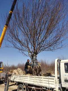 17公分八棱海棠