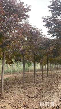 15公分红叶白蜡