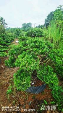 移栽苗造型罗汉松