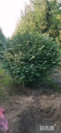 高度150厘米火焰卫矛