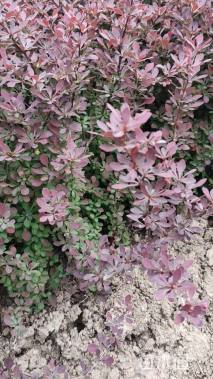 高度50厘米红叶小檗