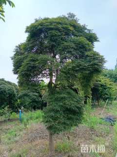 高度350厘米羽毛枫