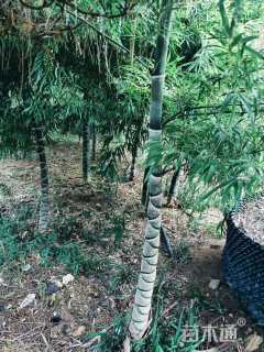 地栽苗龟甲竹
