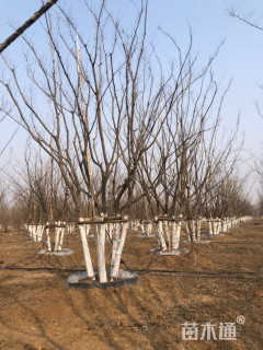 40公分(5杆)丛生朴树