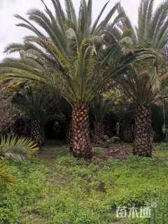 裸干高150厘米加拿利海枣