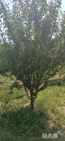 高度300厘米李子树