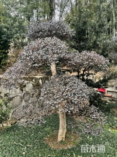 高度300厘米红花继木