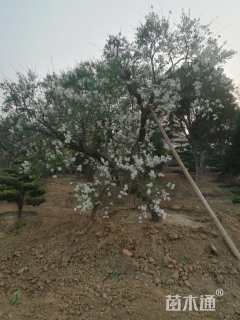 高度600厘米丁香