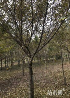 15公分嫁接银杏