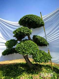 20公分造型卫矛