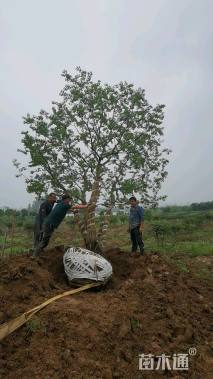 60公分丛生乌桕