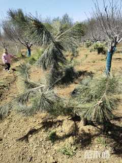 高度200厘米黑松