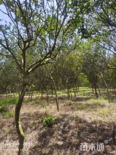 高度600厘米红花紫薇