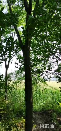 10公分栾树